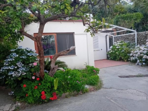La Dracena